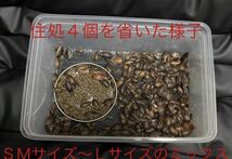 ステンレス金網使用 爬虫類 両生類 デュビア コオロギ レッドローチ 飼育ケース 飼育ケージ 中_画像7