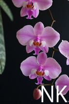 【NK】在庫僅少 Phal.schilleriana 超ロングリーフ×パープレア交配【洋蘭 ファレノプシス シレリアナ 胡蝶蘭】_画像3