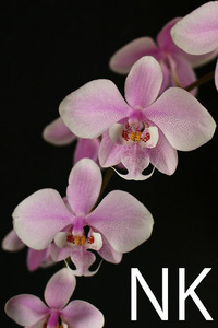 【NK】自然種セレクト個体交配 Phal.schilleriana Lupas産 フラメア&スポット選抜花の実生苗【洋蘭 ファレノプシス シレリアナ 胡蝶蘭】