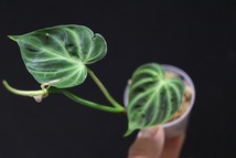 【NK】派手柄の葉模様のセレクト個体 Philodendron verrucosum NK-S1【フィロデンドロン アンスリウム】_画像4