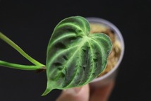 【NK】派手柄の葉模様のセレクト個体 Philodendron verrucosum NK-S1【フィロデンドロン アンスリウム】_画像6