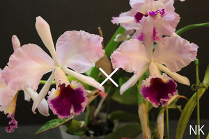 【NK】C. labiata f.rosea-marmorata 'Perola Rubra' AM/RHS × f.rosea-marmorata-splash sib【洋蘭 原種 カトレア ラビアタ】