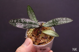 【NK】粗斑銀葉(Q10) Phal.schilleriana Quezon産自然種実生苗【洋蘭 原種 ファレノプシス 胡蝶蘭】