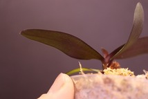 【NK】粗斑銀葉(Q10) Phal.schilleriana Quezon産自然種実生苗【洋蘭 原種 ファレノプシス 胡蝶蘭】_画像6