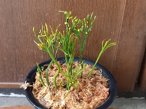 松葉蘭「折鶴」　マツバラン　斑入り変異植物　山野草　斑入り　古典園芸