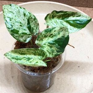 ④EPIPREMNUM PINNATUM `MARBLE` エピプレムナム ピナツム‘マーブル 斑入り/超激レア