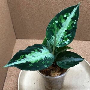 ⑥Aglaonema pictum/アグラオネマ ピクタム Corsair コルセア 【AZ0216-1d 】/超激レア/超希少、オブリクア、AZネームド、大株/超激安/お得