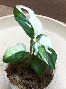 ③Monstera adansonii variegated モンステラ アダンソニー バリエガータ　マドカズラ斑入り/白斑入り/超激レア/ハーフムーン/