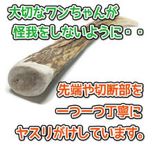 ■ 中型犬用 ■ ロング2本セット ■ 天然 無添加 北海道産 蝦夷鹿の角 ■ 犬のおもちゃ ■ 鹿角 エゾシカ ツノ 鹿の角 犬 32211_画像6