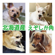 ■ 小～中型犬用 ■ 2本セット ■ 天然 無添加 北海道産 蝦夷鹿の角 ■ 犬のおもちゃ ■ 鹿角 エゾシカ ツノ 鹿の角 犬 21211_画像6