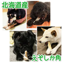 ■ 中型犬用 ■ ロングタイプ1本 ■ 天然 北海道産 蝦夷鹿の角 ■ 犬のおもちゃ ■ 無添加 エゾシカ ツノ 鹿の角 犬 32112_画像5