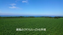 5キロが4箱 安納芋 & 種子島ゴールド(紫芋) SSサイズ 20kg_画像3