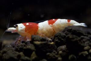 【春日杜shrimp】レッドビーシュリンプ♀抱卵個体1匹