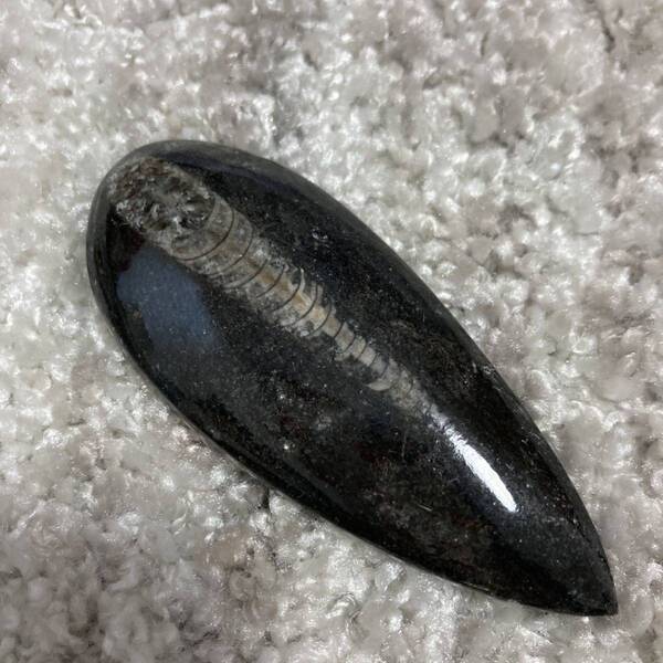 オルソセラス 直角貝 化石 しずく型 パワーストーン 大
