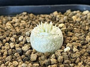 Pachypodium パキポディウム ブレビカウレ 恵比寿笑い 実生 サボテン 塊根植物 多肉植物 s147