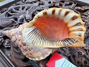 法螺貝　奄美大島　貝殻