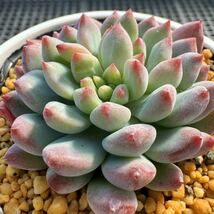 ☆多肉植物☆セデベリア☆ブルーエルフ☆鉢6.5センチ☆_画像1