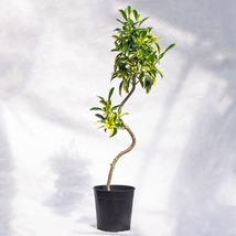 観葉植物 フィカス・ファグライア（斑入り） / 7寸・約W35cm×H110cm_画像1