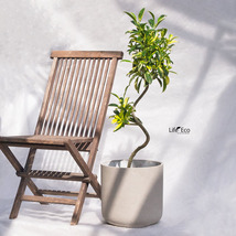 観葉植物 フィカス・ファグライア（斑入り） / 7寸・約W35cm×H110cm_画像3