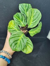 【Arc】希少！！Calathea magnifica // カラテア マグニフィカ_画像2