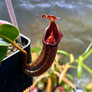 【Omori, K.】Nepenthes nebularum (Mt. Mayo) Clone: 06 AW：食虫植物 ネペンテス ウツボカズラ