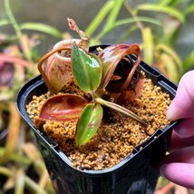 【Omori, K.】Nepenthes attenboroughii (Mt. Victoria, Palawan)：食虫植物 ネペンテス ウツボカズラ_画像3