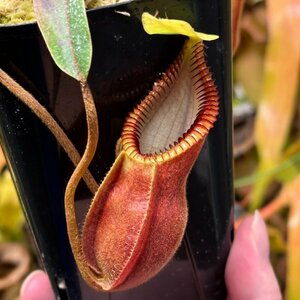 【Omori, K.】Nepenthes diabolica (=Red Hairy Hamata = RHH) Clone: 14 AW：食虫植物 ネペンテス ウツボカズラ