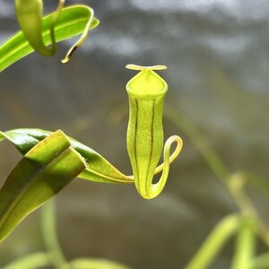 【Omori, K.】Nepenthes micramphora mix of clones, Mount Hamiguitan, Mindanao, Philippines ：食虫植物 ネペンテス ウツボカズラ