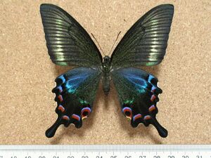 蝶 標本　ミヤマカラスアゲハ ♀　長崎産（飼育）