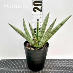 サンスベリア スノーボーイ サンセベリア sansevieria snow boy 