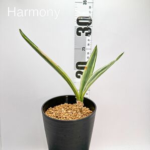 サンスベリア トリファスキアタ バンテルズセンセーション ② サンセベリア Sansevieria