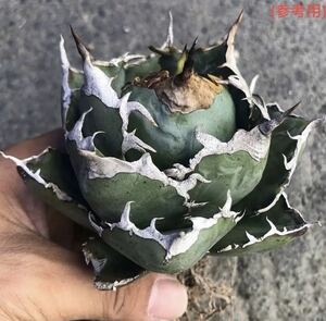 641.厳選株高級品種精選Agave アガベ 特選強棘 優良血統白鯨南霸王厚葉SR