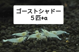 ゴーストシャドー　5匹＋α　3/2（土）3/3（日）発送限定