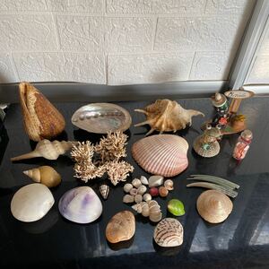 貝殻 標本 貝標本 化石 骨董 アンティーク 飾り　珍しい貝殻　まとめ