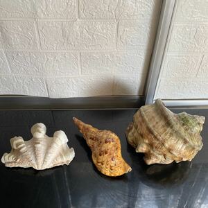 貝殻 標本 貝標本 化石 骨董 アンティーク 飾り　珍しい貝殻　まとめ　②