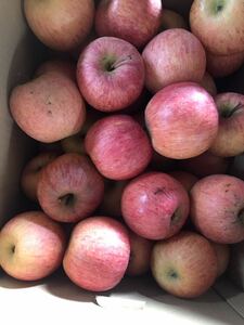 山形産越冬りんご/とにかくおいしいりんごです。(箱込み)3kg¥1680.約18〜20個/東北から中国地方まで送料無料　