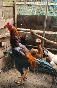 赤笹大軍鶏の有精卵５個（即決で１個保証）（食用可）