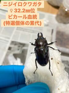 【牛マルキン】【特選個体の累代/種親級】ニジイロクワガタ♀単品・ピカール系・32.2㎜位・新成虫(1月羽化)