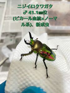 【牛マルキン】ニジイロクワガタ♂単品・41.1㎜位・新成虫(1月羽化)・ピカール血統×ノーマル系