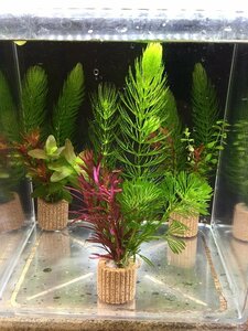 置くだけ簡単レイアウト！ 水草３種植え　２個セット 吸着系多孔質ろ材ライフマルチ付き②