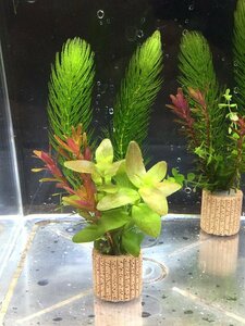 ☆置くだけ簡単レイアウト！ 水草３種植え　２個セット 吸着系多孔質ろ材ライフマルチ付き③