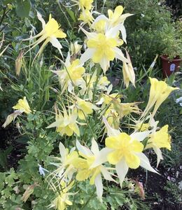 西洋オダマキ　花の種　25粒　黄色