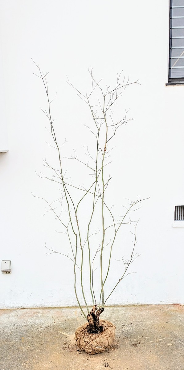 2024年最新】Yahoo!オークション -ハウチワカエデ(植木、庭木)の中古品 