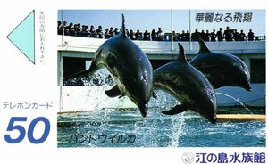 ★バンドイルカ　江ノ島水族館★テレカ５０度数未使用od_126