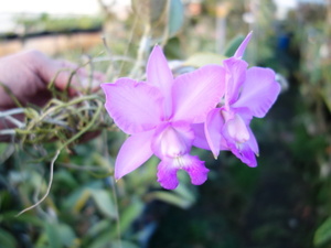 洋蘭原種カトレアC walkeriana初花　樹皮付け