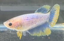 【ほっぺちゃんFARM】〈ベタ・Betta〉P-4 イエローグリッセルHM (メス♀)☆SALE☆_画像5