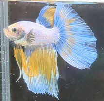 【ほっぺちゃんFARM】〈ベタ・Betta〉Ｉ-1 ユニコーン・オーロライエローHM (オス♂)_画像5