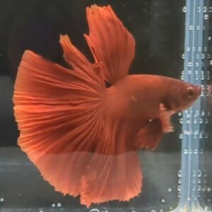 【ほっぺちゃんFARM】〈ベタ・Betta〉Q-5 スーパーレッドHM (オス♂)☆売り切りSALE☆