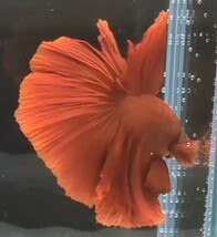 【ほっぺちゃんFARM】〈ベタ・Betta〉Q-5 スーパーレッドHM (オス♂)☆売り切りSALE☆_画像6