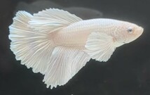 【ほっぺちゃんFARM】〈ベタ・Betta〉R-1 オペックホワイト・スーパーダンボHM (オス♂)_画像6